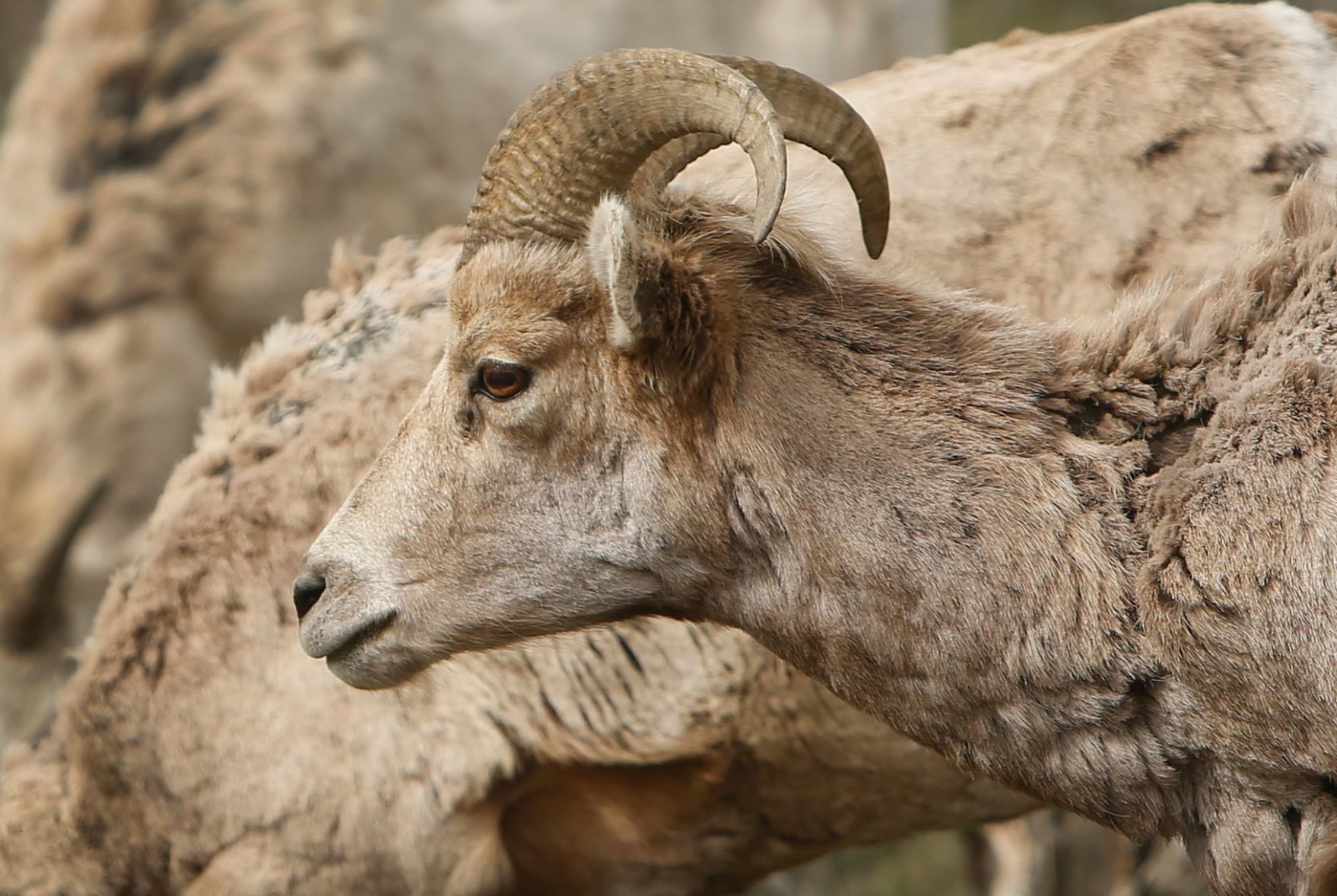 Bighorn sheep